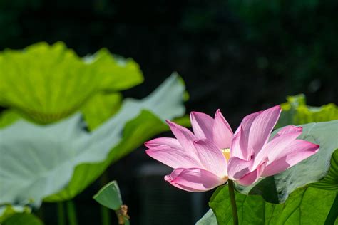 河花|Nelumbo nucifera